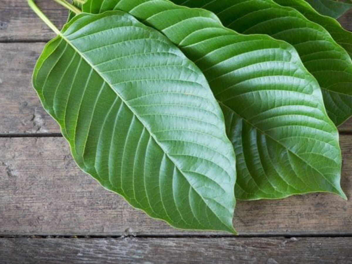 kratom and liver function